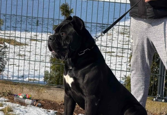 Ogłoszenie - Cane Corso – pies samiec na sprzedaż. Zdjęcie 6