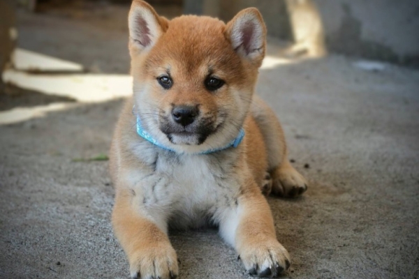 Ogłoszenie - Shiba Inu – Piękne szczenięta. Zdjęcie 1
