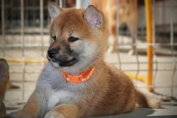 Ogłoszenie - Shiba Inu – Piękne szczenięta. Zdjęcie 2