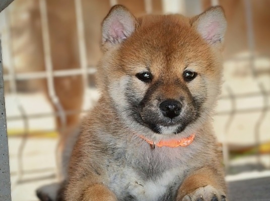 Ogłoszenie - Shiba Inu – Piękne szczenięta. Zdjęcie 3