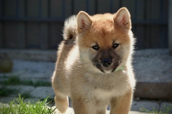 Ogłoszenie - Shiba Inu – Piękne szczenięta. Zdjęcie 6