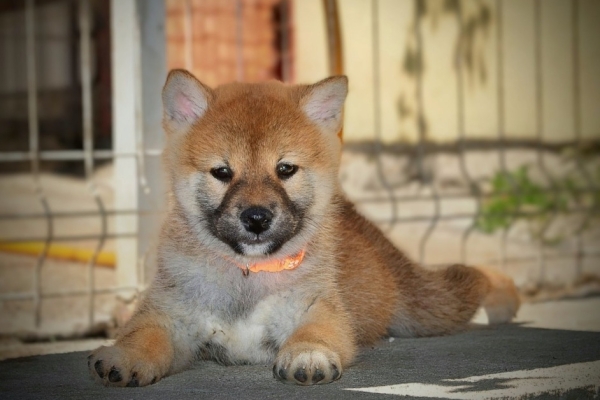 Ogłoszenie - Shiba Inu – Piękne szczenięta. Zdjęcie 10