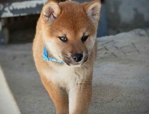 Ogłoszenie - Shiba Inu – Piękne szczenięta. Zdjęcie 4