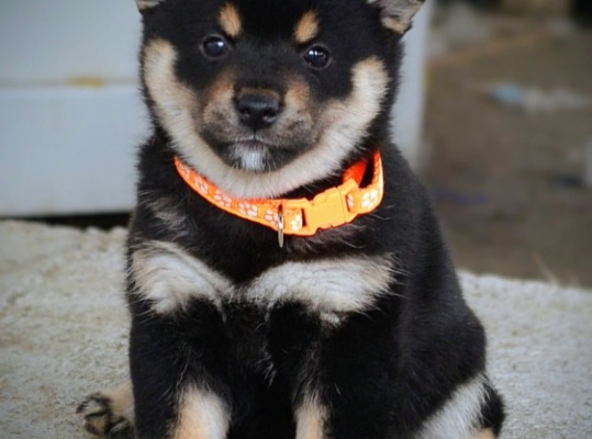 Ogłoszenie - Shiba Inu – Piękne szczenięta. Zdjęcie 7