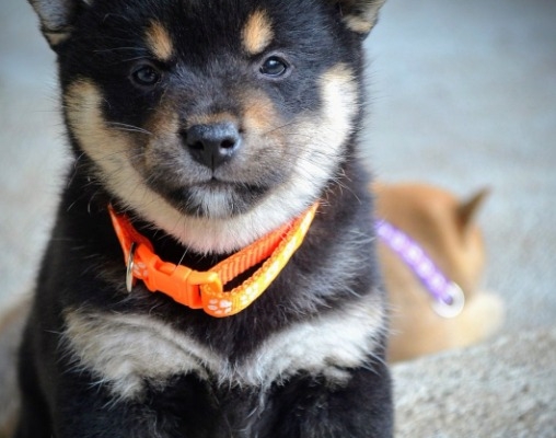 Ogłoszenie - Shiba Inu – Piękne szczenięta. Zdjęcie 8