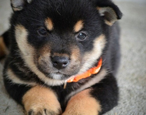 Ogłoszenie - Shiba Inu – Piękne szczenięta. Zdjęcie 9