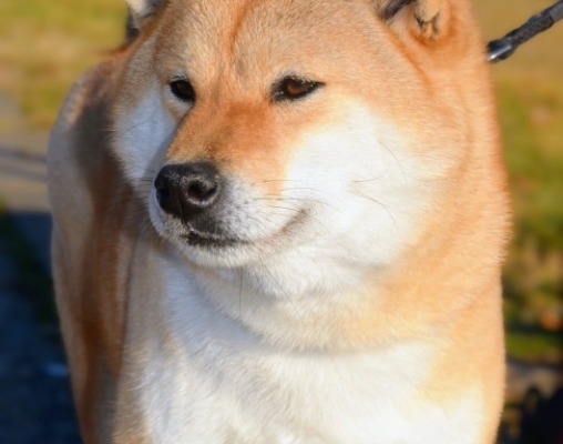 Ogłoszenie - Shiba Inu – Piękne szczenięta. Zdjęcie 5