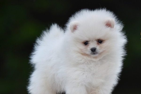 Ogłoszenie - Pomeranian Boo – przepiękne szczenięta. Zdjęcie 3
