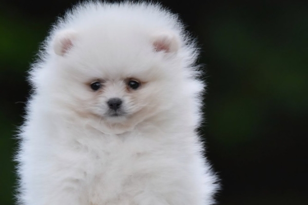 Ogłoszenie - Pomeranian Boo – przepiękne szczenięta. Zdjęcie 2