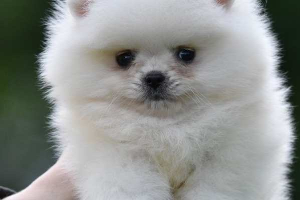Ogłoszenie - Pomeranian Boo – przepiękne szczenięta. Zdjęcie 5
