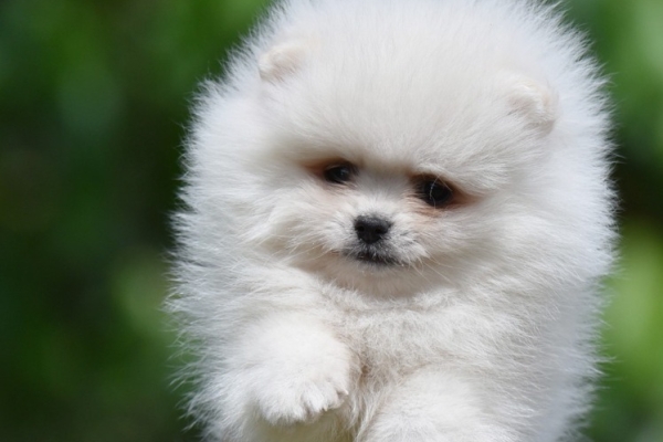 Ogłoszenie - Pomeranian Boo – przepiękne szczenięta. Zdjęcie 7