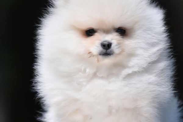 Ogłoszenie - Pomeranian Boo – przepiękne szczenięta. Zdjęcie 4