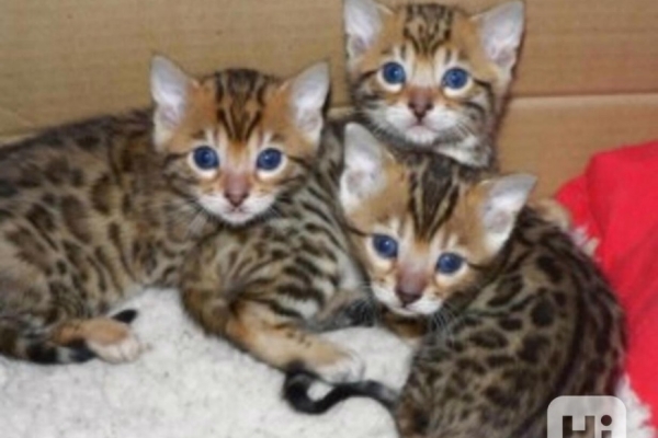 Ogłoszenie - Urocze kocięta bengalskie do adopcji. Zdjęcie 1