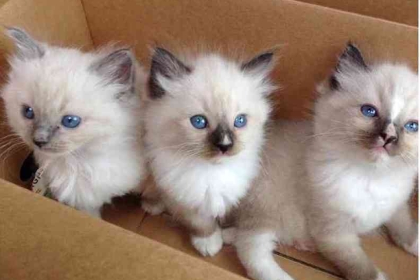 Ogłoszenie - Kocięta ragdoll do adopcji. Zdjęcie 1