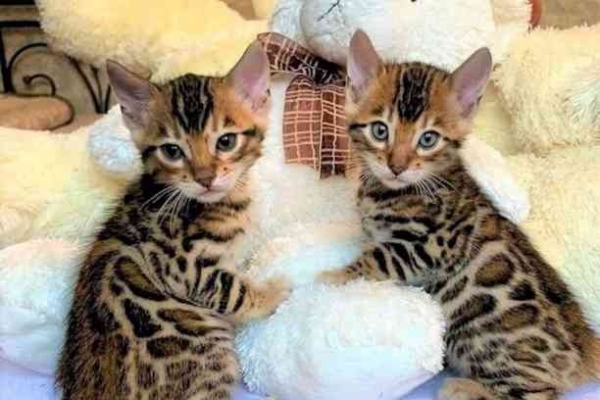 Ogłoszenie - Kocięta bengalskie do adopcji. Zdjęcie 1