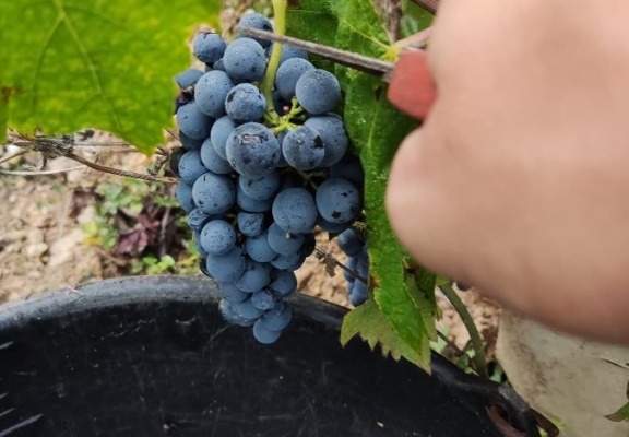 Ogłoszenie - Winobranie 2026 Francja. Zdjęcie 1