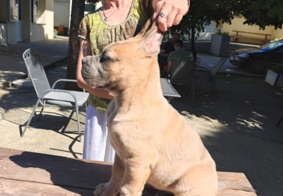 Ogłoszenie - Cane Corso – Piękne szczenięta Formentino na sprzedaż. Zdjęcie 4