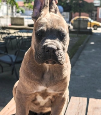Ogłoszenie - Cane Corso – Piękne szczenięta Formentino na sprzedaż. Zdjęcie 1