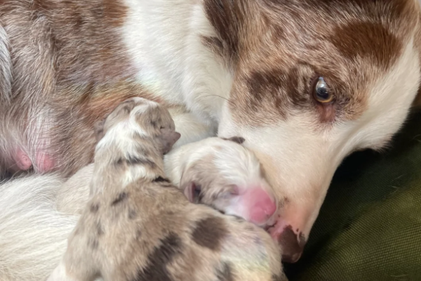 Ogłoszenie - ZOSTAŁO 1! WYJĄTKOWE *UNIKALNE* BORDER COLLIE. Zdjęcie 5