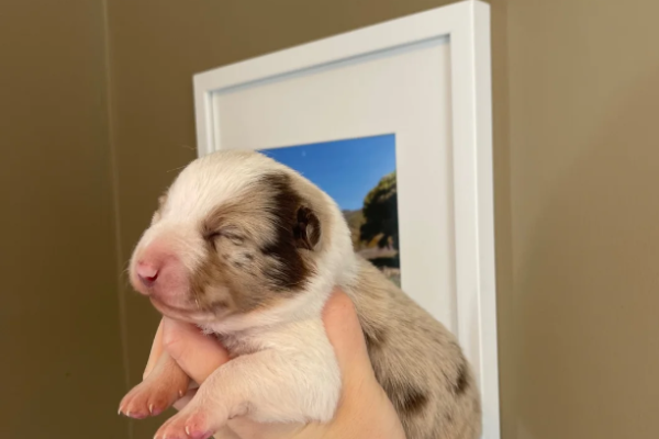 Ogłoszenie - ZOSTAŁO 1! WYJĄTKOWE *UNIKALNE* BORDER COLLIE. Zdjęcie 1