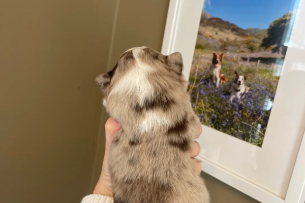 Ogłoszenie - ZOSTAŁO 1! WYJĄTKOWE *UNIKALNE* BORDER COLLIE. Zdjęcie 3