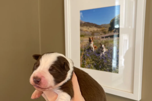 Ogłoszenie - ZOSTAŁO 1! WYJĄTKOWE *UNIKALNE* BORDER COLLIE. Zdjęcie 4