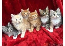 Ogłoszenie - Przyjazne kocięta maine coon do adopcji. Zdjęcie 1