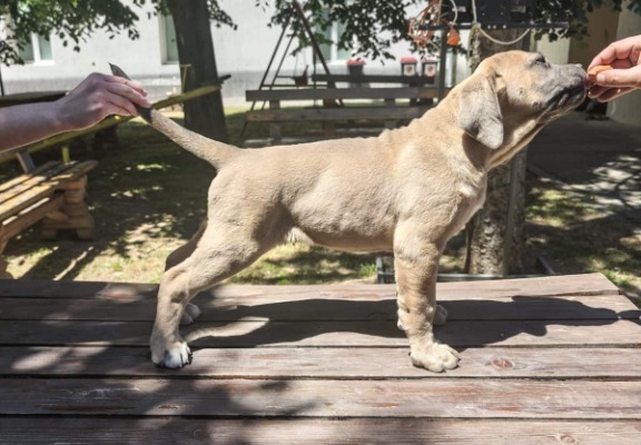 Ogłoszenie - Cane Corso – Piękne szczenięta Formentino na sprzedaż. Zdjęcie 5