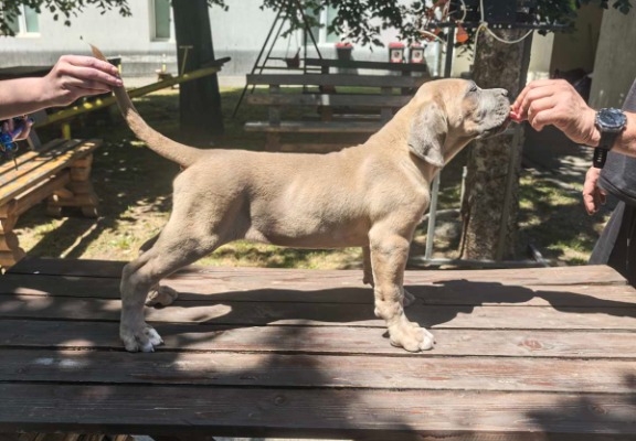 Ogłoszenie - Cane Corso – Piękne szczenięta Formentino na sprzedaż. Zdjęcie 7