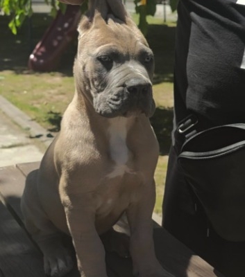 Ogłoszenie - Cane Corso – Piękne szczenięta Formentino na sprzedaż. Zdjęcie 3