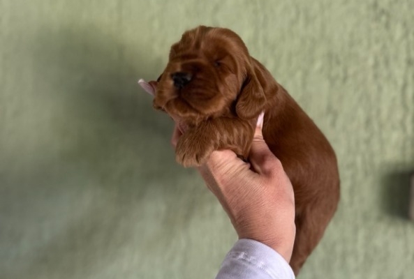 Ogłoszenie - Cockapoo szczenięta. Zdjęcie 4