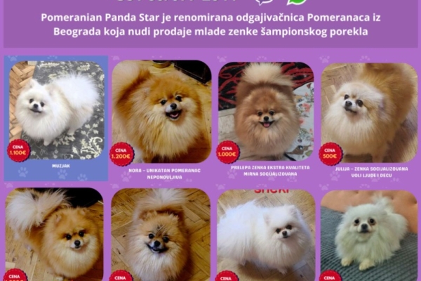Ogłoszenie - Hodowla pomeranianów sprzedaje młode suki. Zdjęcie 2