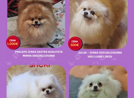 Ogłoszenie - Hodowla pomeranianów sprzedaje młode suki. Zdjęcie 1
