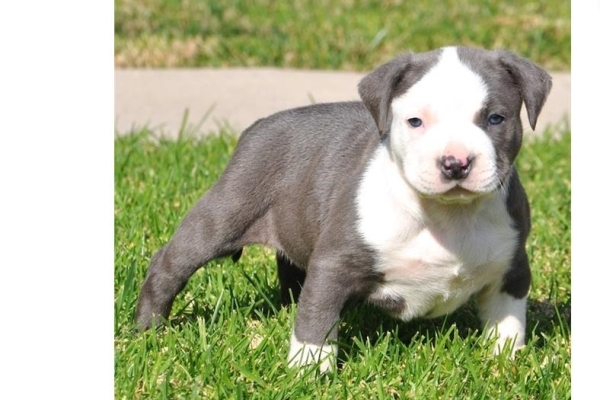 Ogłoszenie - 5 szczeniąt rasy American Pitbull czekających na nowe domy z pełną dokumentacją.. Zdjęcie 1