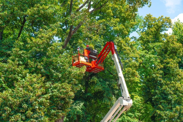 Ogłoszenie - ARBORYSTYKA, USŁUGI PODNOŚNIKIEM, REMBAKIEM I WIĘCEJ. Zdjęcie 2
