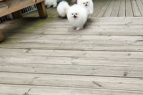 Ogłoszenie - Oszałamiające szczenięta pomeraniana w kolorze pluszowego misia z KC. Zdjęcie 3