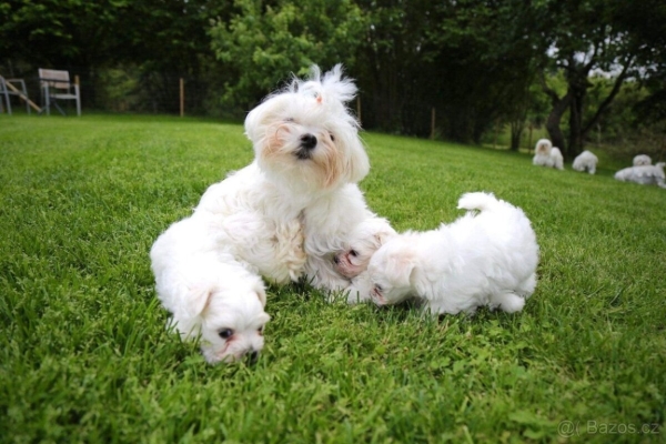 Ogłoszenie - śliczne miniaturowe maltańczyki do adopcji,,,,.......ty. Zdjęcie 1