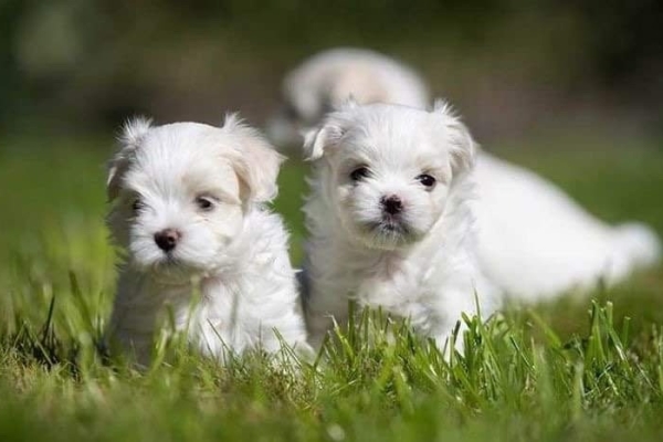 Ogłoszenie - śliczne miniaturowe maltańczyki do adopcji,,,,.......ty. Zdjęcie 2