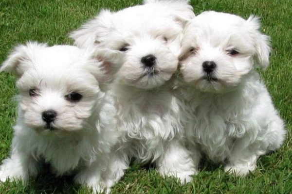 Ogłoszenie - śliczne miniaturowe maltańczyki do adopcji,,,,.......ty. Zdjęcie 4