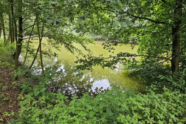 Ogłoszenie - Działka budowlana (6000 m2) okolice Twardogóry JEZIORO/LAS. Zdjęcie 2