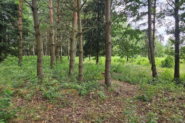 Ogłoszenie - Działka budowlana (6000 m2) okolice Twardogóry JEZIORO/LAS. Zdjęcie 4