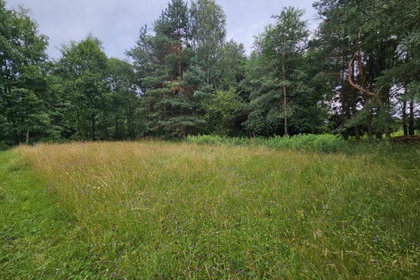 Ogłoszenie - Działka budowlana (6000 m2) okolice Twardogóry JEZIORO/LAS. Zdjęcie 6