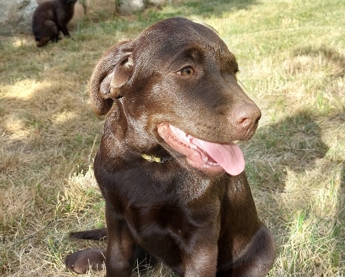 Ogłoszenie - Labrador Czekoladowy szczenię. Zdjęcie 2
