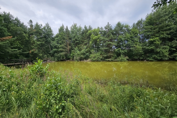Ogłoszenie - Działka budowlana (6000 m2) okolice Twardogóry JEZIORO/LAS. Zdjęcie 7