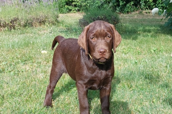 Ogłoszenie - Labrador Czekoladowy szczenię. Zdjęcie 1