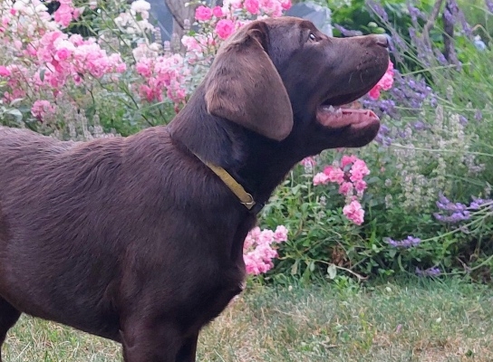 Ogłoszenie - Labrador Czekoladowy szczenię. Zdjęcie 3