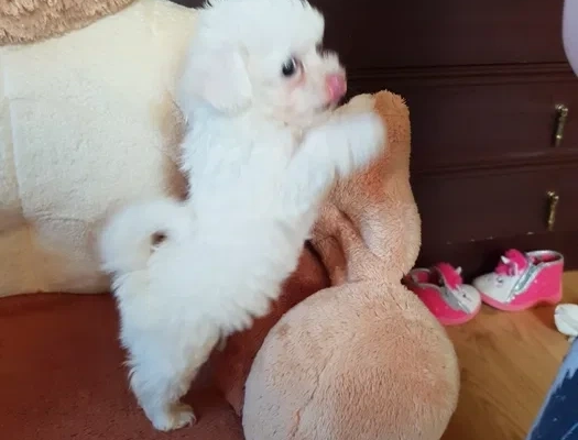 Ogłoszenie - śliczne miniaturowe maltańczyki do adopcji,,,,.......eee. Zdjęcie 3