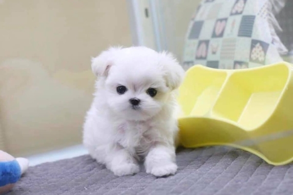 Ogłoszenie - śliczne miniaturowe maltańczyki do adopcji,,,,.......eee. Zdjęcie 1