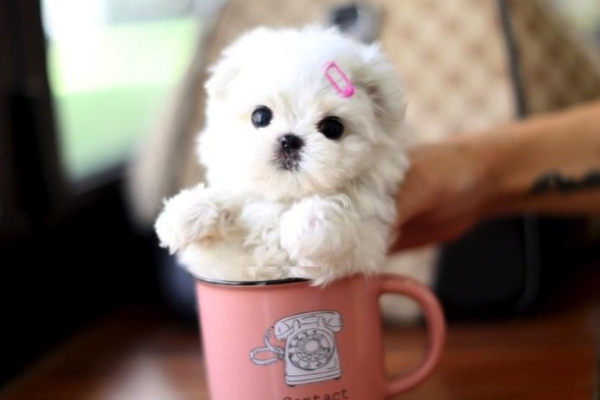 Ogłoszenie - śliczne miniaturowe maltańczyki do adopcji,,,,........ Zdjęcie 2