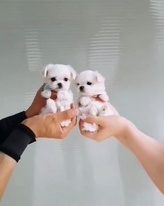 Ogłoszenie - śliczne miniaturowe maltańczyki do adopcji,,,,.......hhh. Zdjęcie 2